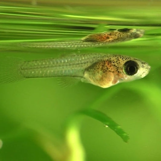 Alevin de guppy en pleine croissance dans un aquarium naturel