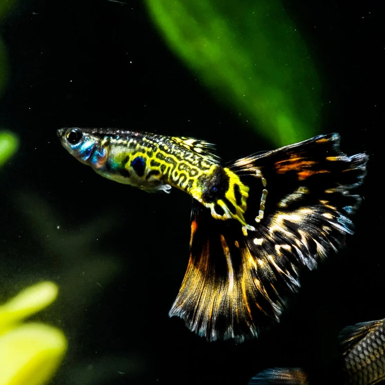 Un guppy nageant dans un poubellarium en extérieur, en pleine chasse aux larves de moustique