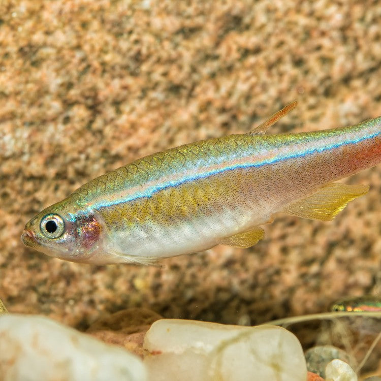 Le Tanichthys, si heureux dehors !
