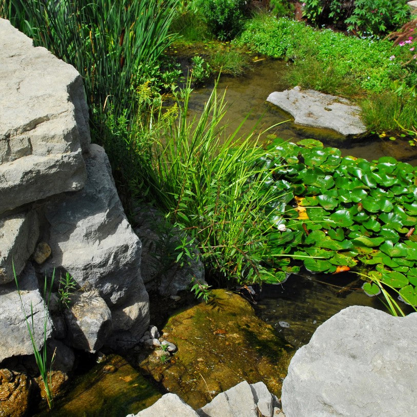 Les mêmes plantes en aquarium et au jardin ?