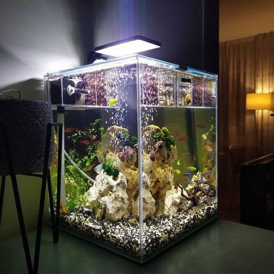 Nano-aquarium éclairé, illustrant un bac où l’observation systémique prime sur la mesure des paramètres d’eau.