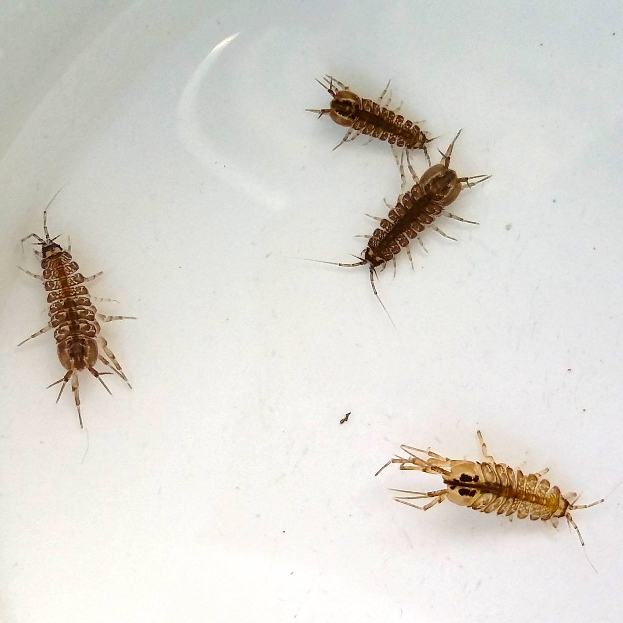L'aselle est un des plus charmants habitants de nos mares et cours d'eau. Apparentée aux cloportes, c'est un crustacé aquatique extrêmement utile à tout cycle biologique. Incapable de consommer le moindre tissus vivant, l'aselle est un inlassable fossoyeur. Elle élimine tous les tissus morts, à tel point que certains aquariophiles l'utilisent pour veiller sur les œufs de leurs poissons, elle dévorera tout œuf mort avant qu'il pourrisse et nettoiera les œufs vivants de toute impureté !