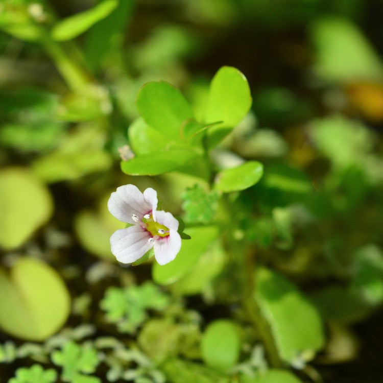Notre souche de Bacopa monnieri est donc aussi à l'aise en aquarium qu'en bassin extérieur à l'année. Ce qui la prédestine tout naturellement aux poubellariums. Un fond de sable, quelques brins plantés au fond, et elle sortira la tête de l'eau pour fleurir en été !