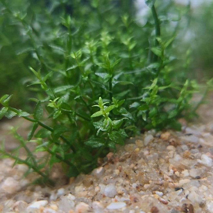 Gratiola viscidula poussant en buisson bas sur sable, parfaite pour nano aquarium low-tech et décor naturel.