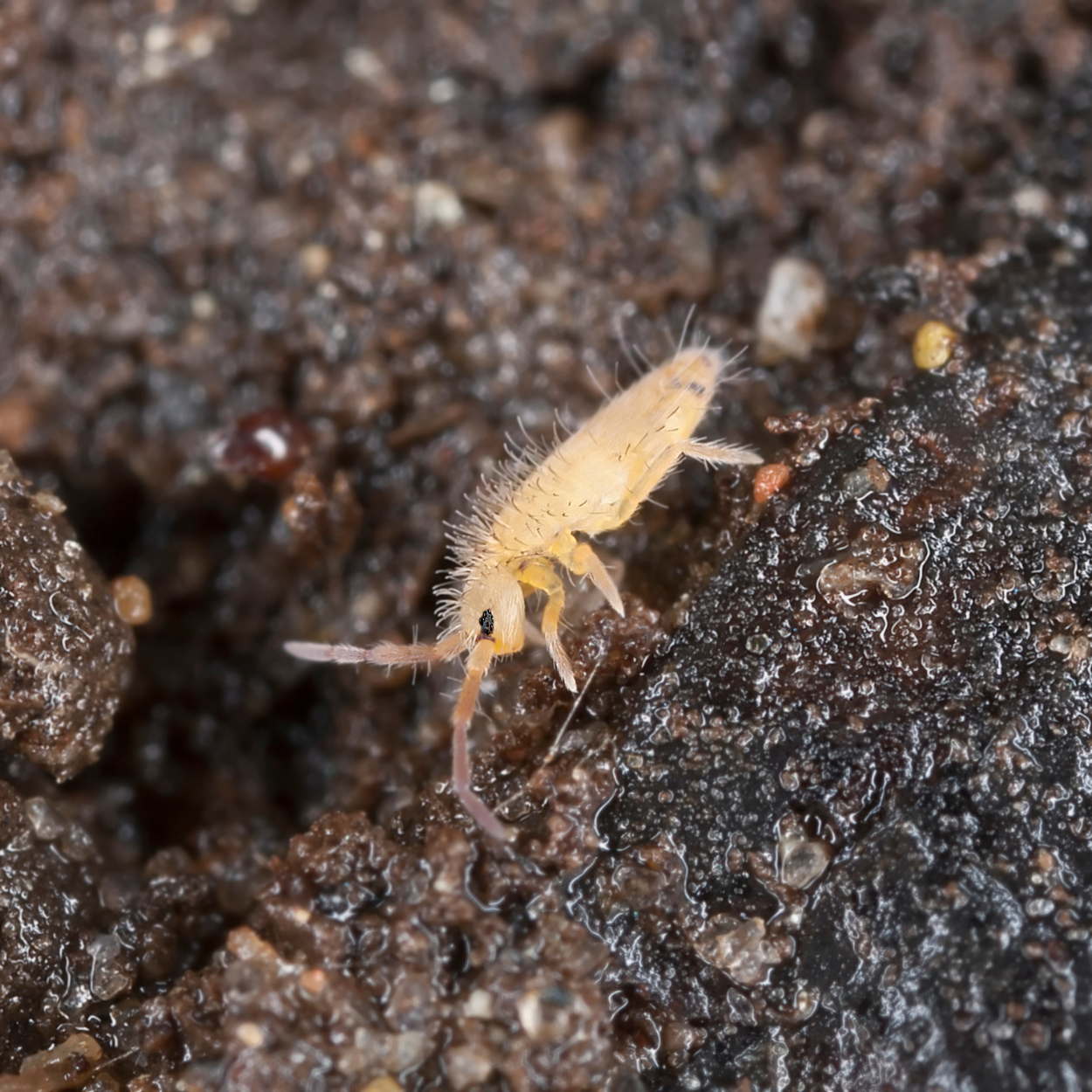 Les collemboles sont certainement les animaux les plus nombreux sur terre. De l'équateur au grand nord, ils sont à la base d'absolument tous les écosystèmes terrestres. Certains vivent même sur l'eau !
