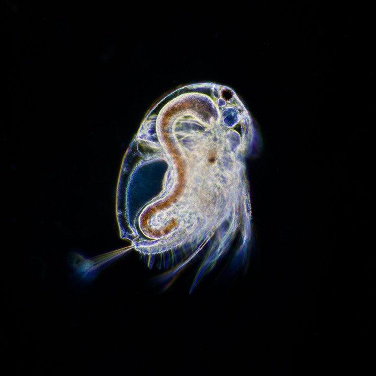 Petite "puce d'eau", la daphnie est essentielle à tous les écosystèmes en eau douce. Elle est aussi la proie aquatique principale de nos poissons dans la nature. Aucun cycle écologique sérieux ne peut se passer d'elle.