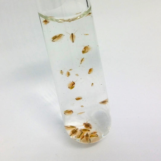 Les daphnies, parfois surnommées puces d'eau, sont de minuscules crustacés, apparentés aux crevettes.
Mesurant de 0,1 à 3 mm selon l'âge et l'espèce, ces bestioles d'eau douce nagent en sautillant et passent leur temps à filtrer l'eau pour y trouver leur nourriture.