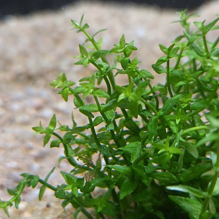 Gros plan sur les feuilles minuscules et pointues de Gratiola viscidula, évoquant un thym aquatique serré.