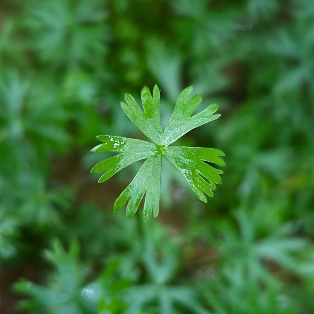 Vue rapprochée d’une feuille unique de Ranunculus inundatus, plante d’aquarium formant un tapis vert clair aux lobes fins et réguliers.