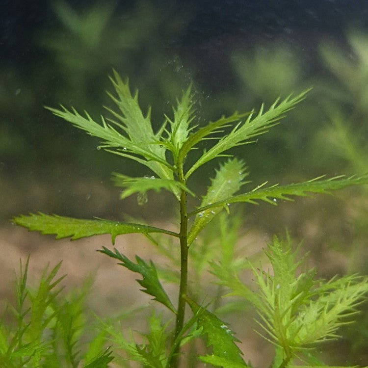 Gros plan sur une tige de Proserpinaca palustris montrant ses feuilles découpées, typiques de l’herbe-sirène des marais.