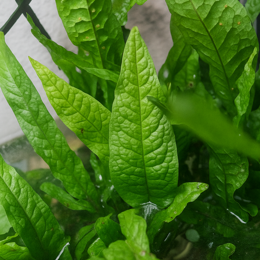 Gros plan sur les feuilles vert foncé veinées de Microsorum pteropus fixée sur support, parfaite pour aquariums naturels.
