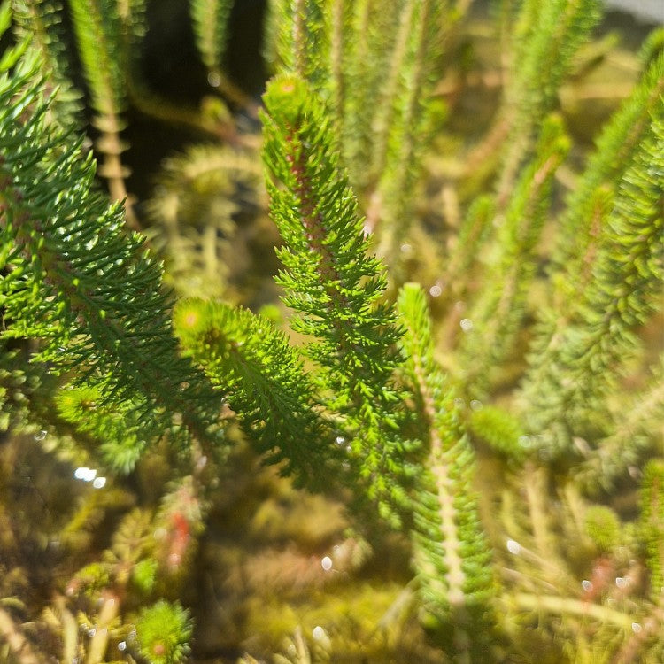 Groupe dense de tiges dressées de Myriophyllum crispatum, formant une forêt “sapin” décorative et oxygénante au fond d’un bassin.