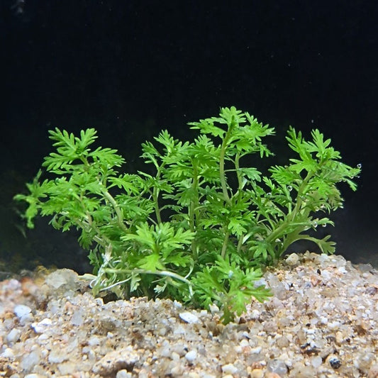 Vue de face d’une Hottonia palustris bien enracinée, montrant ses fines feuilles découpées et son port buissonnant sur sol sablonneux en aquarium naturel.