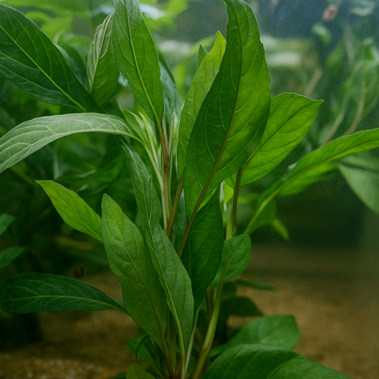 Vue complète d’une Hygrophila costata en aquarium, aux longues feuilles vertes dressées, plantée dans un sol sableux.