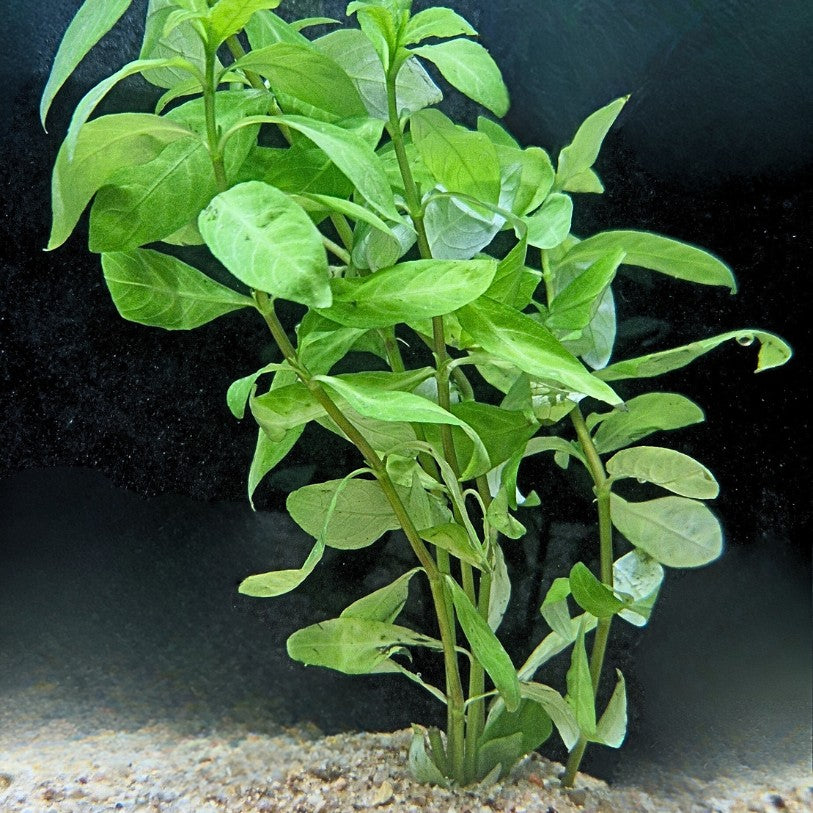 Hygrophila polysperma (lot de 3 tiges) enracinée dans un sable fin, feuillage vert clair, plante d’aquarium à pousse rapide pour bac low-tech.