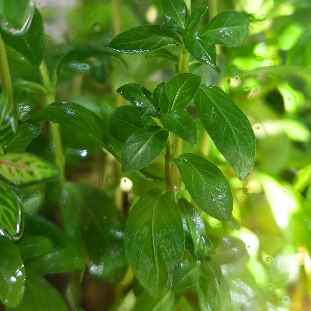 Feuillage vert brillant d’une Hygrophile émergée cultivée en paludarium, montrant des tiges vigoureuses et des feuilles ovales sous lumière naturelle.