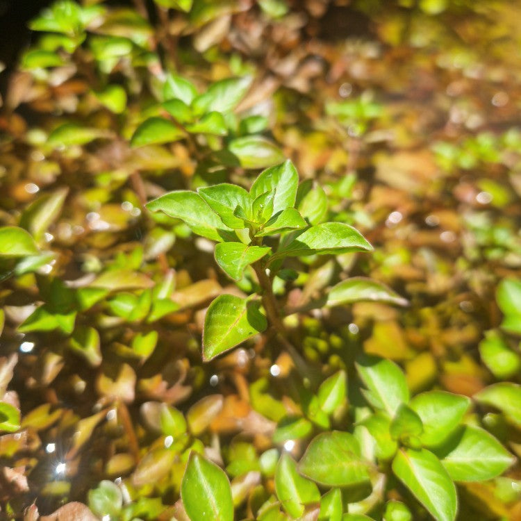Gros plan d’une tige d’Isnardia palustris aux feuilles vert vif, éclairée par le soleil au bord d’un bassin.