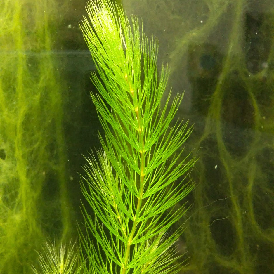 La plante immergée la plus utile et la plus répandue en aquariophilie naturelle, mais aussi et surtout dans les bassins extérieurs, puisqu'elle supporte l'hiver dehors sans broncher ! Elle est à la profondeur ce que la lentille d'eau est à la surface : la plante de base.