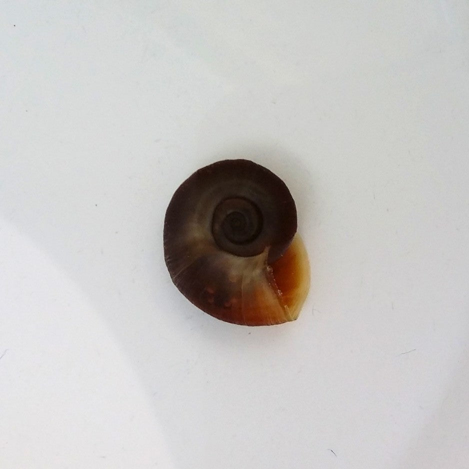 La Planorbe brune est un grand classique des aquariums depuis des décennies, voire plus.
Les adultes peuvent être de taille assez respectable, atteignant parfois 2 à 3 cm de diamètre.