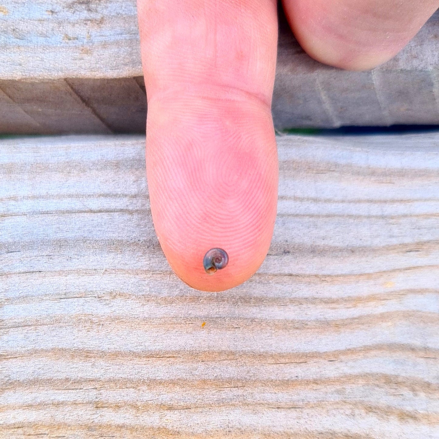 La planorbine a la forme d'une planorbe extrêmement plate, qui semble traîner sa coquille sur le côté. La coquille est translucide à contre-jour.