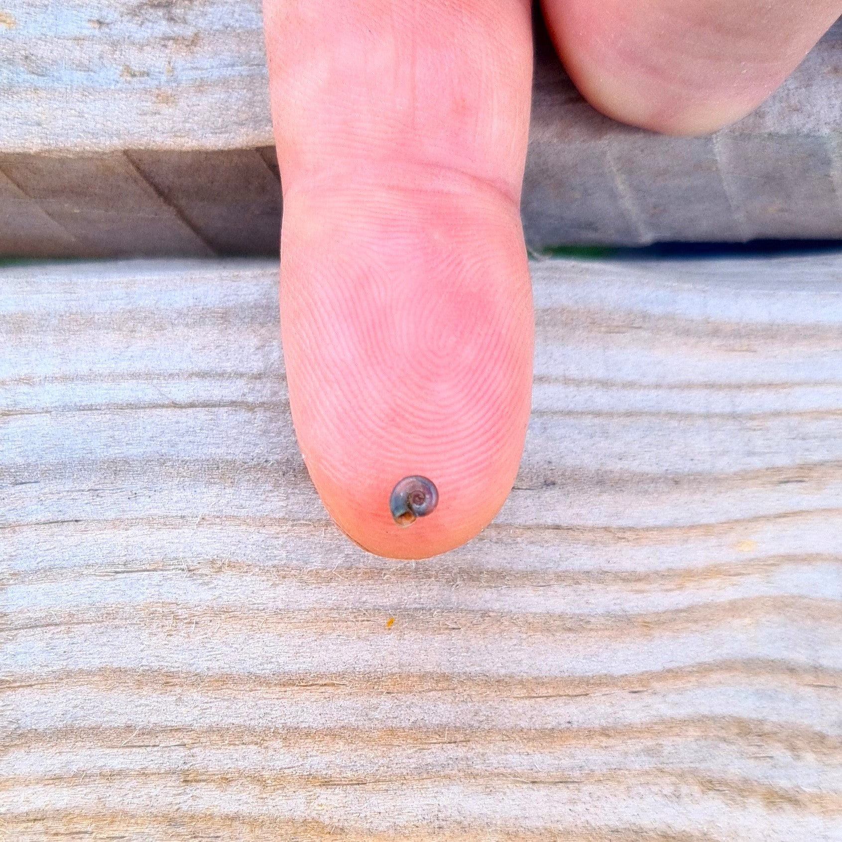 La planorbine a la forme d'une planorbe extrêmement plate, qui semble traîner sa coquille sur le côté. La coquille est translucide à contre-jour.