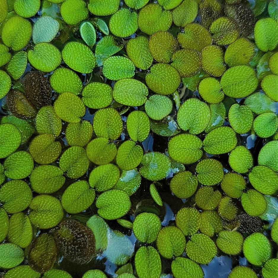 Les conditions qu'elle préfère sont chaudes et lumineuses. Elle explose littéralement en plein été en extérieur. Un aquarium bien éclairé lui apporte également ces conditions. Pensez à rentrer quelques feuilles en hiver pour ne pas perdre votre souche : la Salvinia n'aime pas le froid !