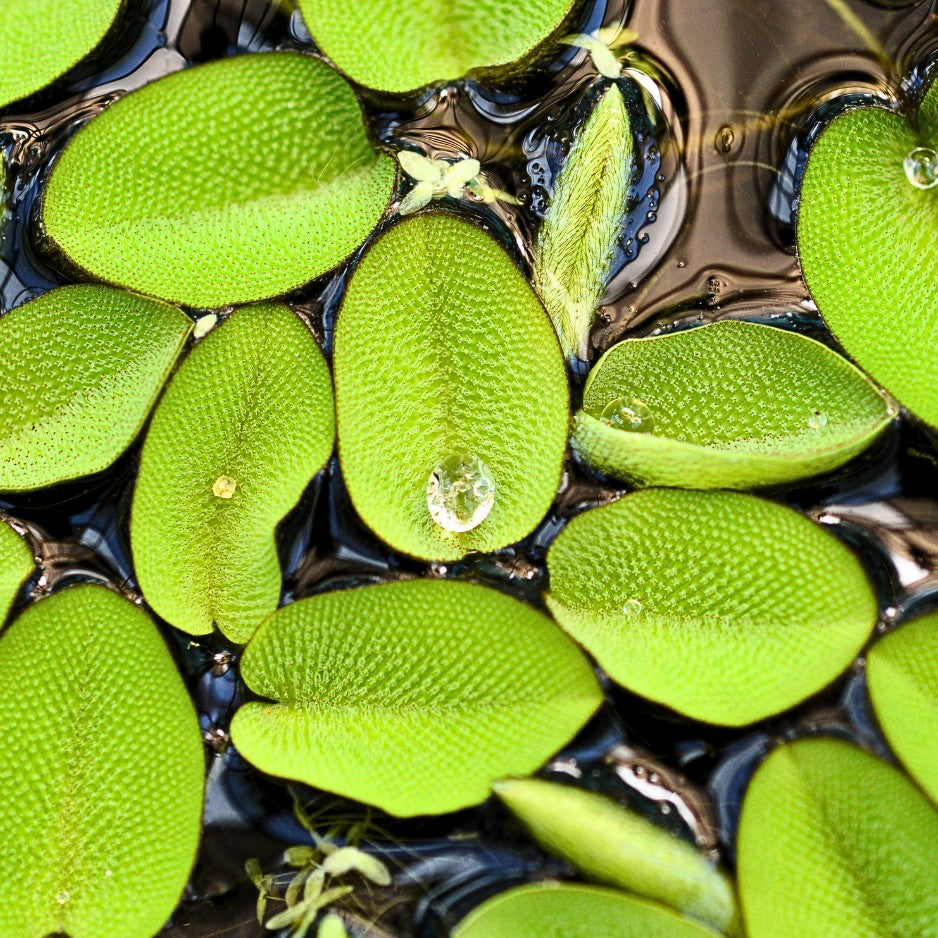 La Salvinia natans est une très jolie petite fougère aquatique flottant à la surface de l'eau. Chaque plante ne mesure que quelques centimètres de long et comporte une dizaine de frondes arrondies de long d'un très fin rhizome !