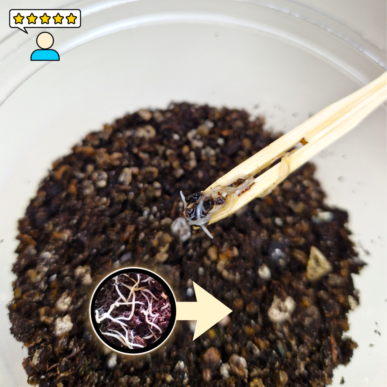 La Zollabox Poisson L est un superbe coffret qui vous apporte le matériel et les conseils pour réussir très facilement cet élevage si utile.