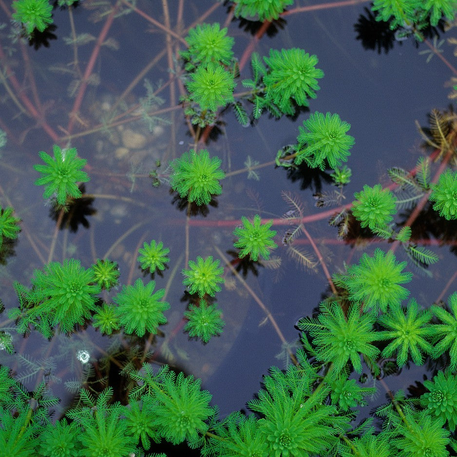 La myriophylle est un grand classique de nos bassins, mais aussi des plans d'eau sauvages dans lesquels elle est un élément clé de l'oxygénation de l'eau.