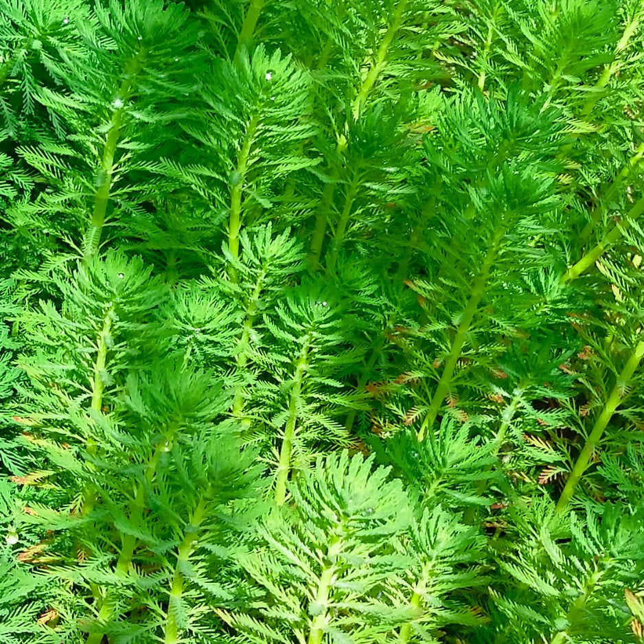 Ses tiges robustes émettent des racines longues qui créent des paysages aquatiques très réalistes.