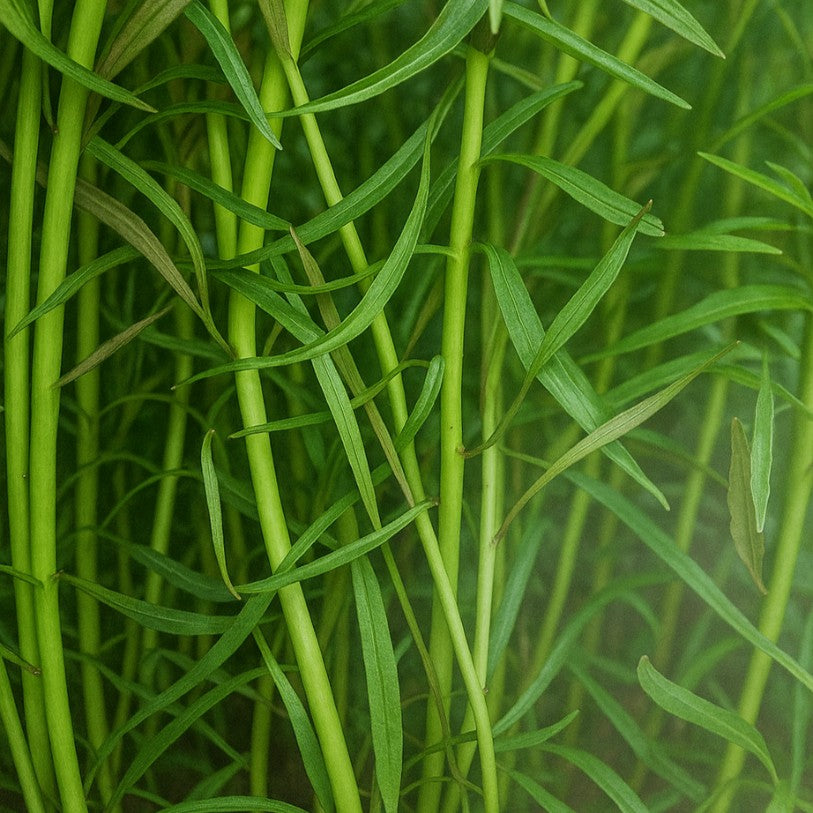 Le Pogostemon stellatus est une plante d'aquarium. Il peut parfaitement prendre place dehors en été (bassin ou poubellarium), et vous fera profiter de ses tiges dépassant de la surface.