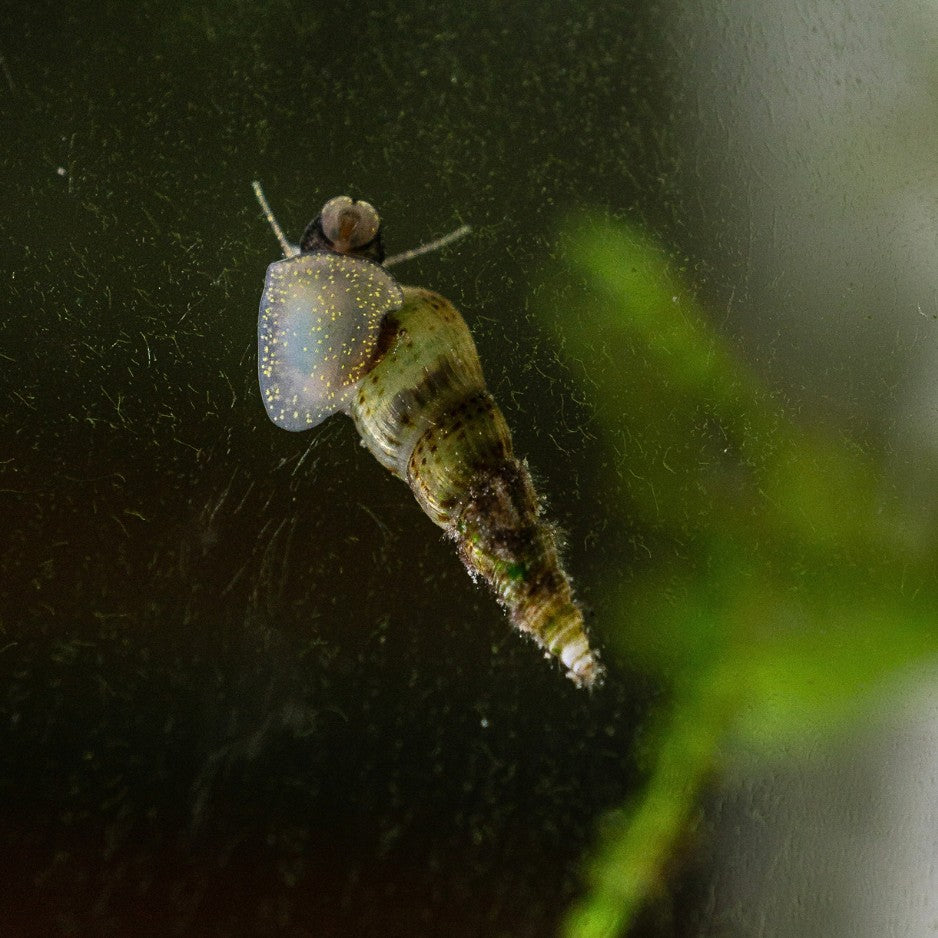 Le mélanoïde peut parfaitement vivre sans fond où s'enfouir, dans un aquarium au fond nu.