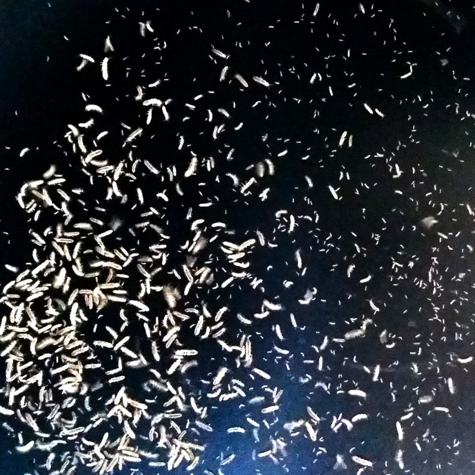 Des bestioles minuscules, très faciles à élever, qui sont à la base de l'alimentation de nos poissons et des alevins dans la nature. Vos poissons les picoreront en surface, à leur rythme, comme dans la vraie vie sauvage !