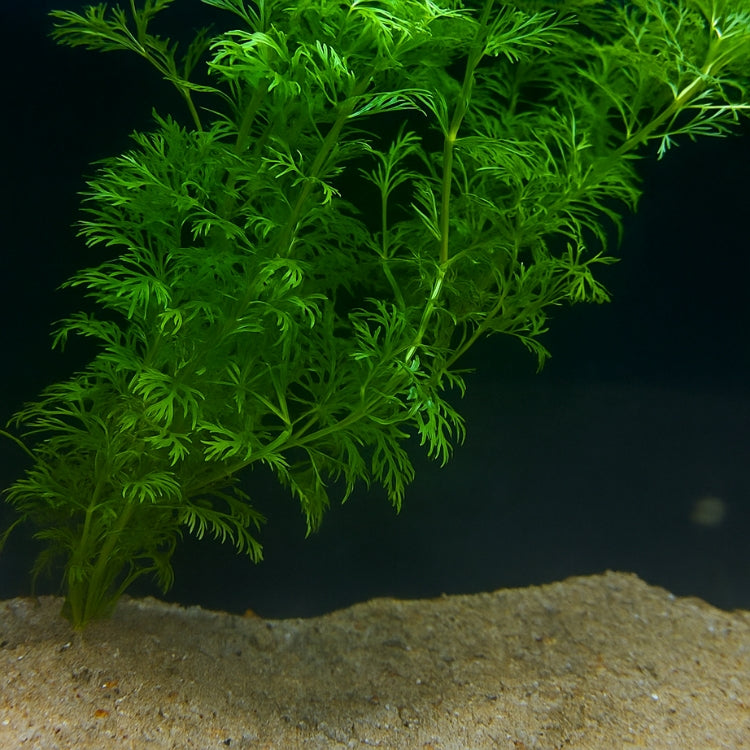 Vue d’ensemble d’un bouquet de Limnophila sessiliflora planté dans le sable, aux feuilles finement découpées et vert tendre.