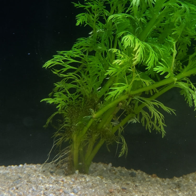 Base de Limnophila sessiliflora bien enracinée dans le sable, montrant ses tiges vert clair et son port dense.
