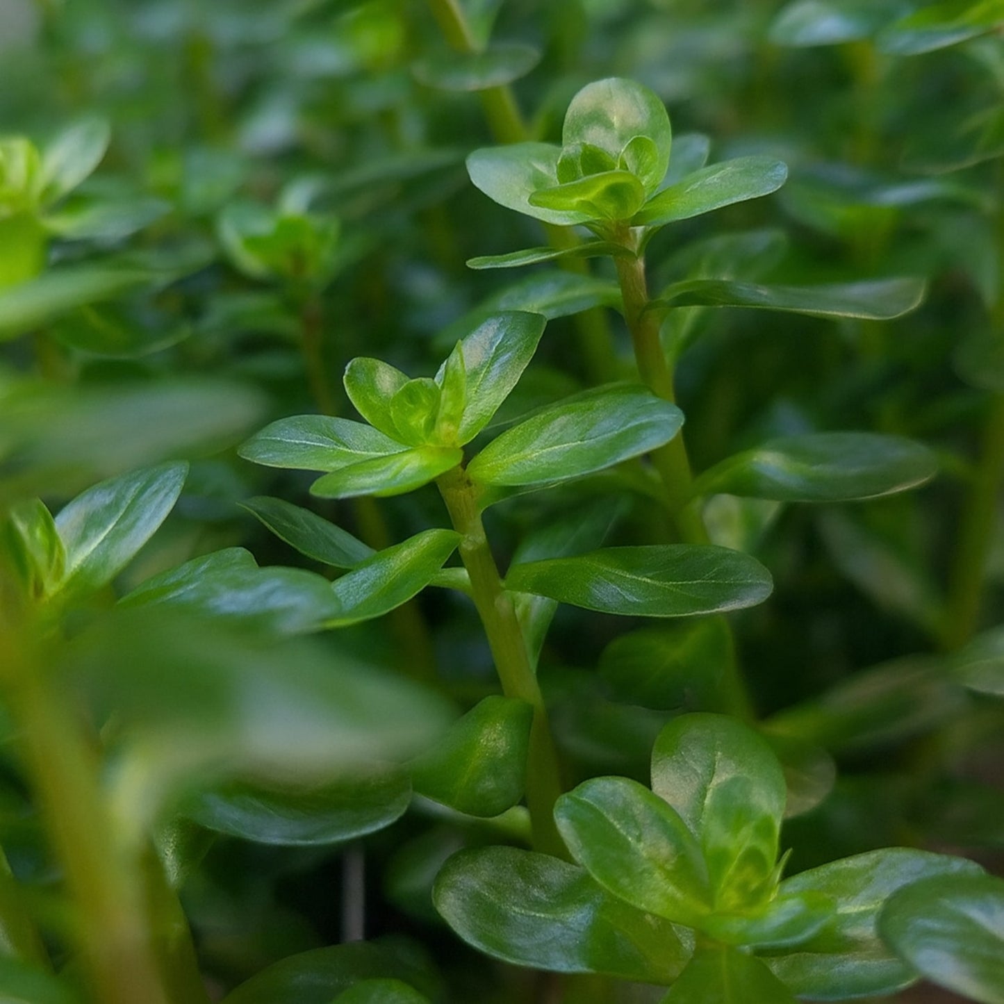 Touffe de Rotala formant un massif dense de tiges vertes, feuillage compact idéal pour aquarium planté low-tech.