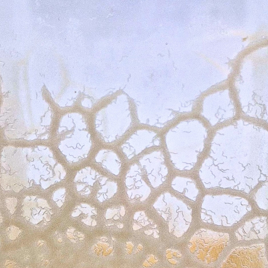 Certains élèvent ces petits vers dans un pot contenant des flocons d'avoine humides où ils introduisent la souche. Aquazolla vous propose un support de culture à la spiruline et moins odorant à l'usage.