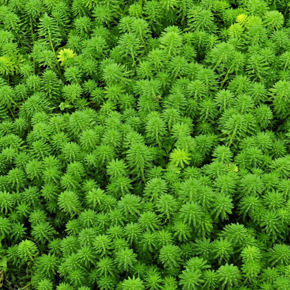 Une plante aquatique à l'aise partout, dedans comme dehors, et qui adore sortir le nez de l'eau.