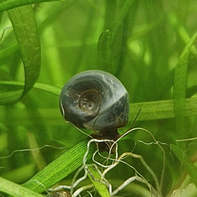 Escargot Planorbis corneus à coquille bleu-gris, accroché à une feuille de plante aquatique dans un aquarium naturel verdoyant.