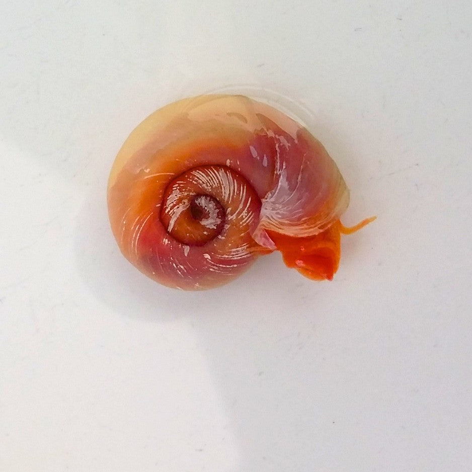 La planorbe est un magnifique escargot aquatique de bonne taille. Nous la proposons avec sa robe rose.