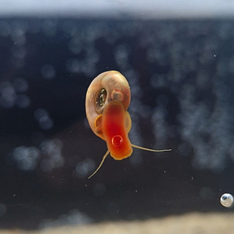 Planorbe rose vu de face, corps rouge translucide et antennes déployées, fixé à la paroi d’un aquarium low-tech.