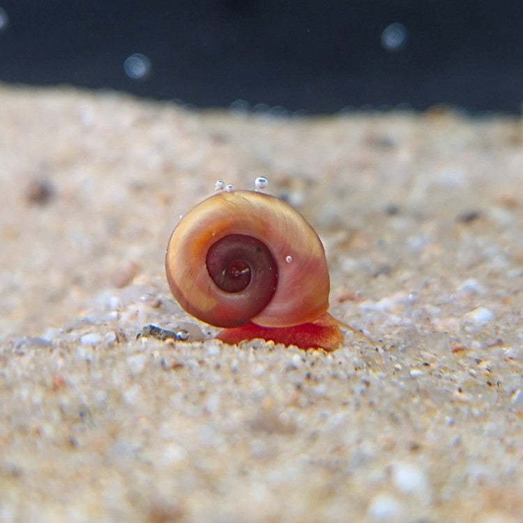 Escargot Planorbis corneus rose, coquille spiralée tournée vers l’objectif, rampant sur substrat sableux d’aquarium.