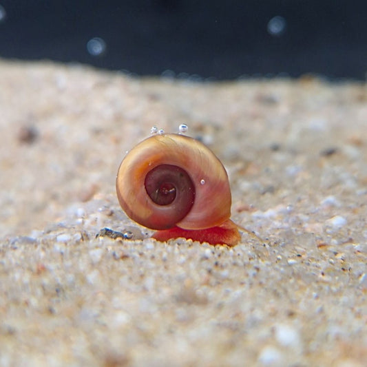 Escargot Planorbis corneus rose, coquille spiralée tournée vers l’objectif, rampant sur substrat sableux d’aquarium.