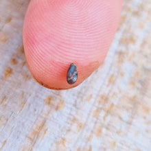 Notre plus petit escargot, absolument minuscule : une rareté idéale pour les nanobacs, bassins et poubellariums.