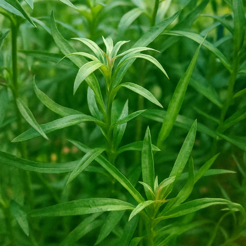 Le Pogostemon est idéal pour constituer des bouquets ou des zones évoquant des "bambouseraies" aquatiques.
