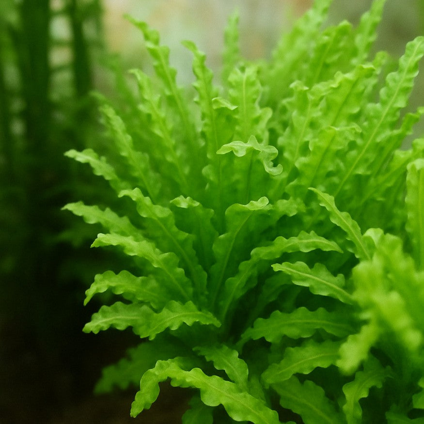 Pogostemon helferi – Plante couvrante en rosette pour aquarium naturel, idéale en avant-plan et nano-aquarium.