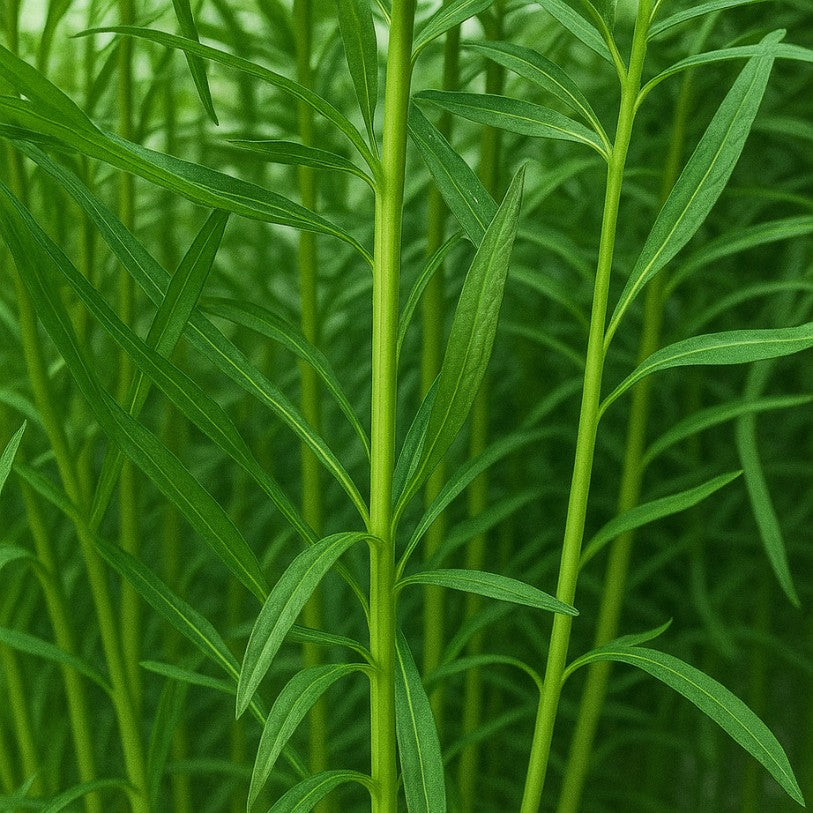 Ce Pogostemon est avant tout une plante magnifique, remarquable, spectaculaire, originale.