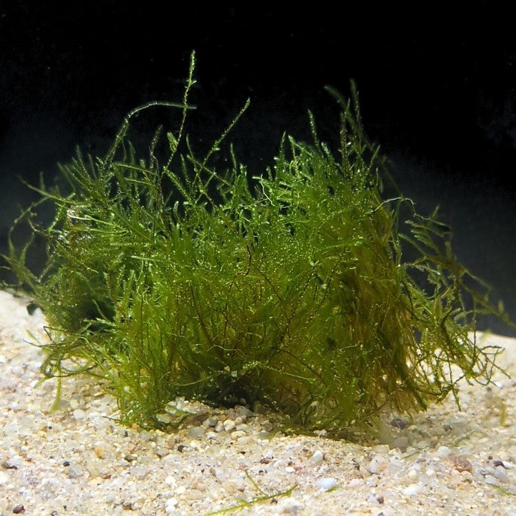Portion de véritable mousse de Java, Vesicularia dubyana, formant un buisson vert compact sur le sable d’un aquarium.