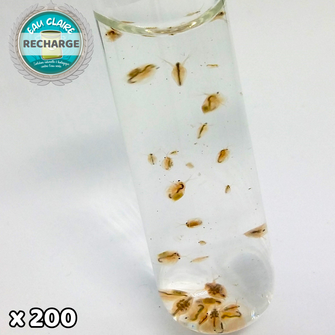 Il vous suffit de commander cette recharge de daphnies pour mettre une nouvelle fois en route votre dispositif anti-eau verte de taille XL...