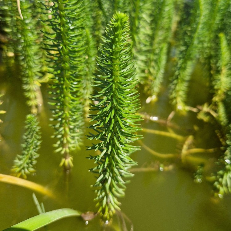 Vue rapprochée des tiges serrées d’Hippuris vulgaris, illustrant sa croissance dense et sa grande rusticité en bassin.